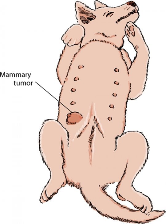 Опухоль молочной железы у собаки. Опухоль молочных желез у кошки. Новообразование молочной железы у собаки. Болезни кормящих кошек