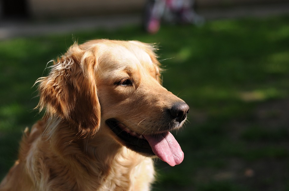 Illustration de l'article : 6 méthodes pour garder un chien âgé en bonne santé