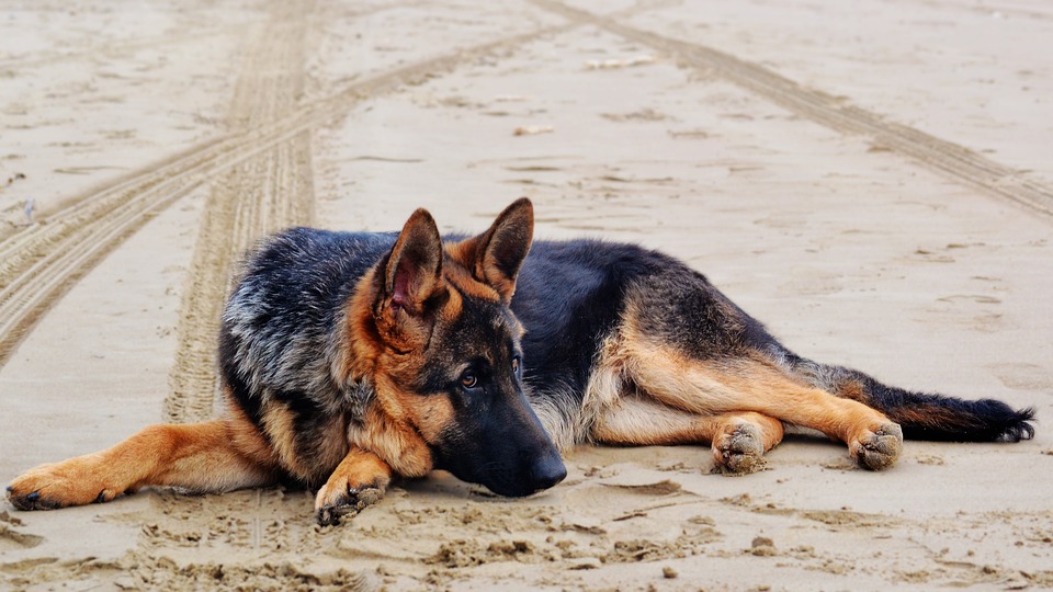 Illustration de l'article : 6 méthodes pour garder un chien âgé en bonne santé