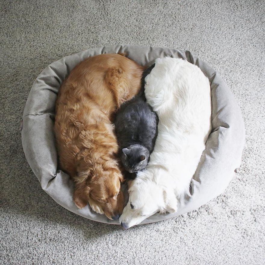 Illustration de l'article : Ces 2 chiens et ce chat sont les meilleurs amis au monde. Découvrez leurs adorables photos