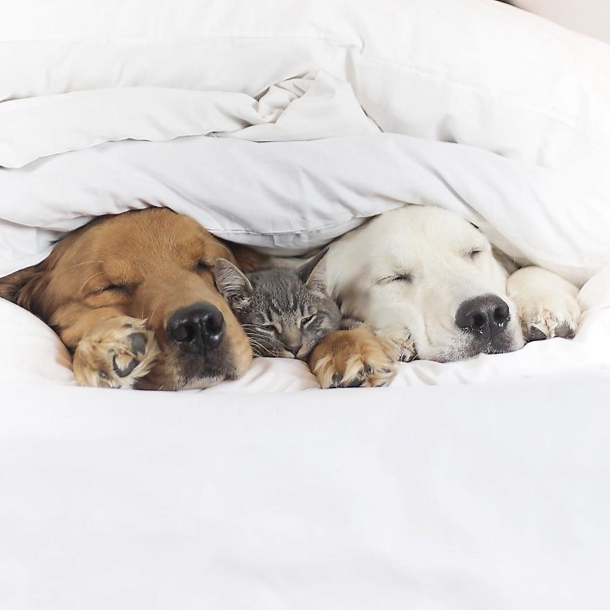 Illustration de l'article : Ces 2 chiens et ce chat sont les meilleurs amis au monde. Découvrez leurs adorables photos