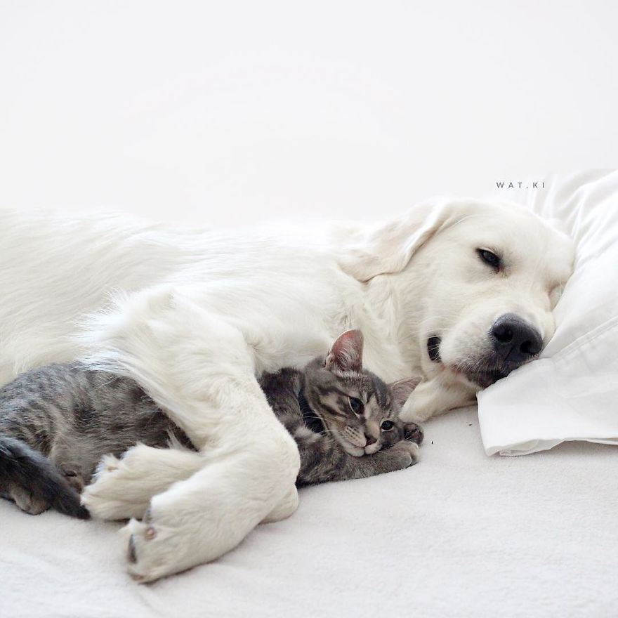 Illustration de l'article : Ces 2 chiens et ce chat sont les meilleurs amis au monde. Découvrez leurs adorables photos