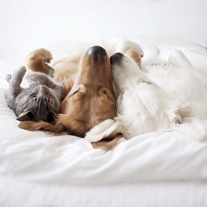 Illustration de l'article : Ces 2 chiens et ce chat sont les meilleurs amis au monde. Découvrez leurs adorables photos