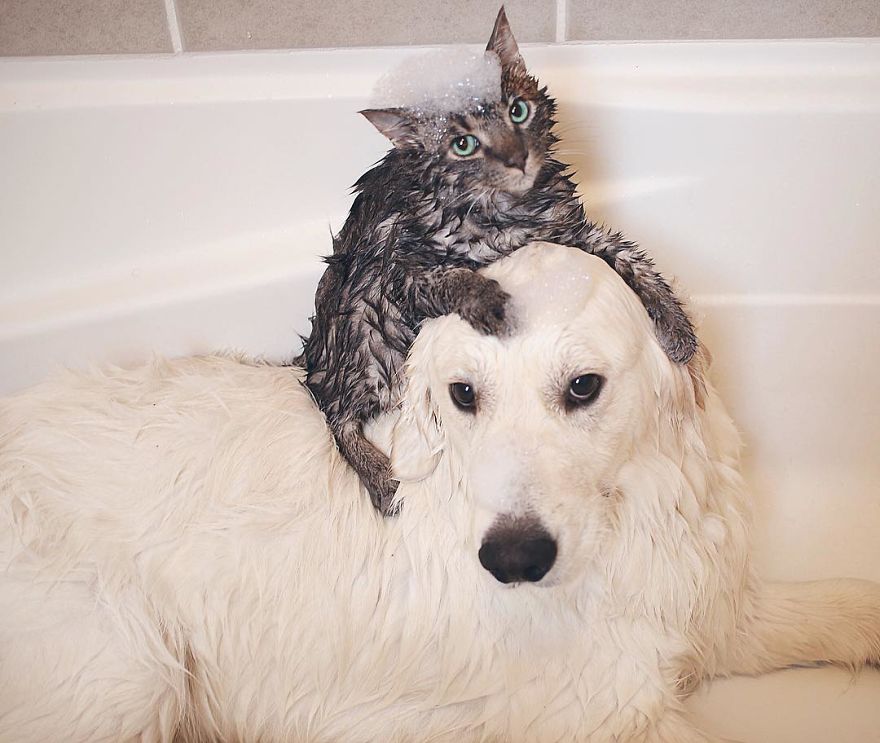 Illustration de l'article : Ces 2 chiens et ce chat sont les meilleurs amis au monde. Découvrez leurs adorables photos
