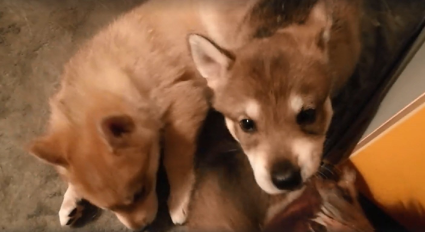 Une Portée De Chiens Loups Rares Enregistrée Dans La Manche