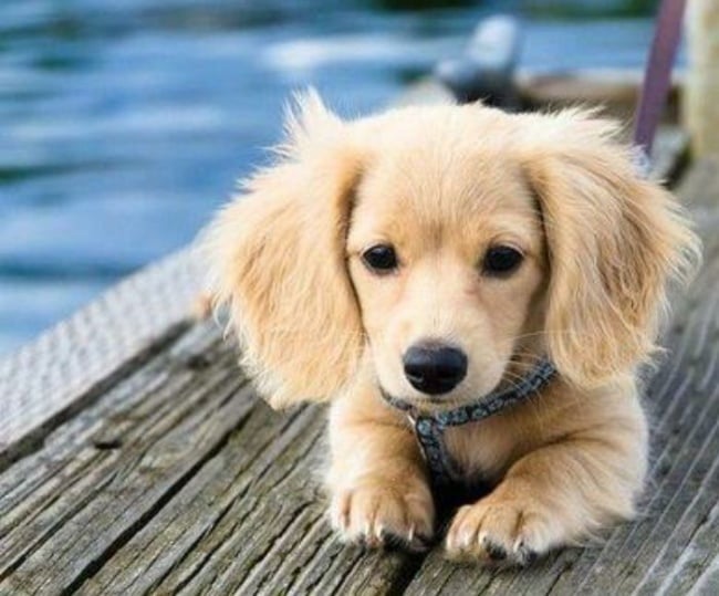 Illustration de l'article : 14 croisements de chiens totalement uniques en leur genre
