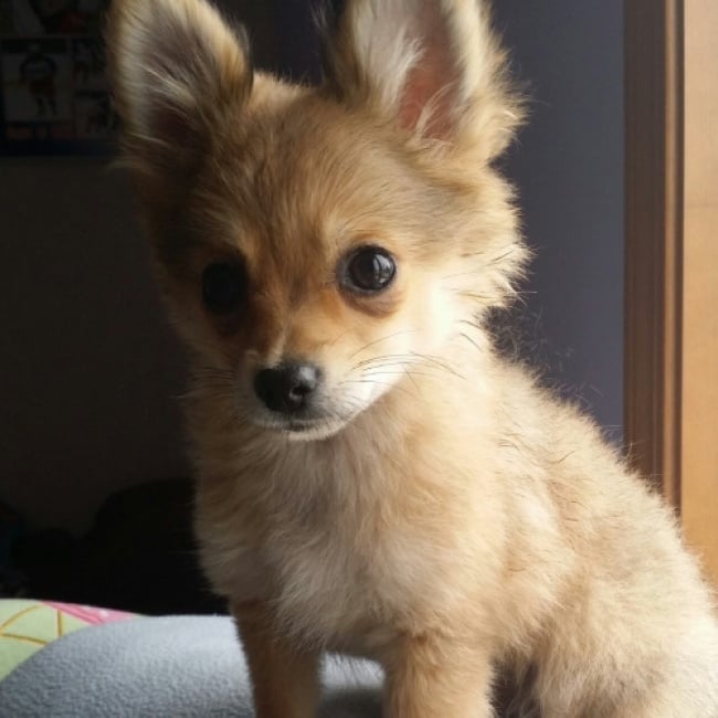 Illustration de l'article : 14 croisements de chiens totalement uniques en leur genre