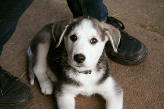 Illustration de l'article : 14 croisements de chiens totalement uniques en leur genre