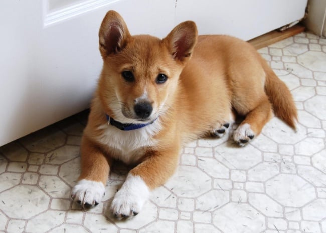 Illustration de l'article : 14 croisements de chiens totalement uniques en leur genre