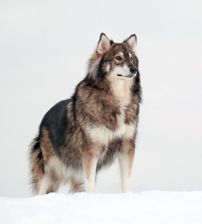 Illustration de l'article : 14 croisements de chiens totalement uniques en leur genre