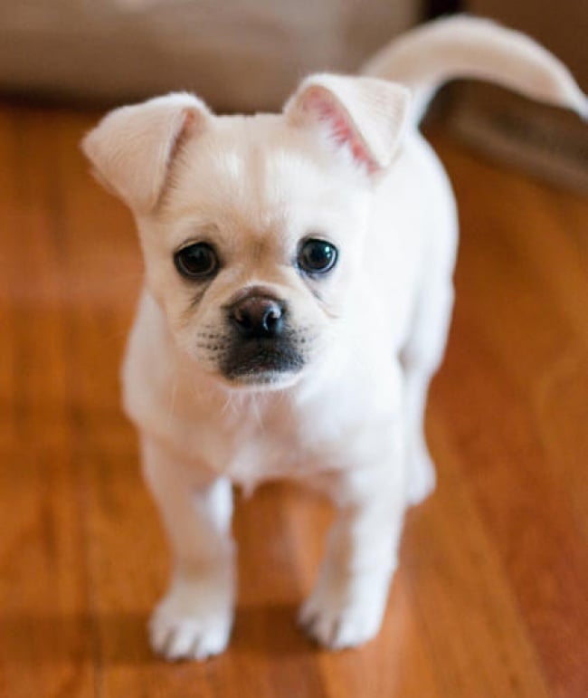 Illustration de l'article : 14 croisements de chiens totalement uniques en leur genre