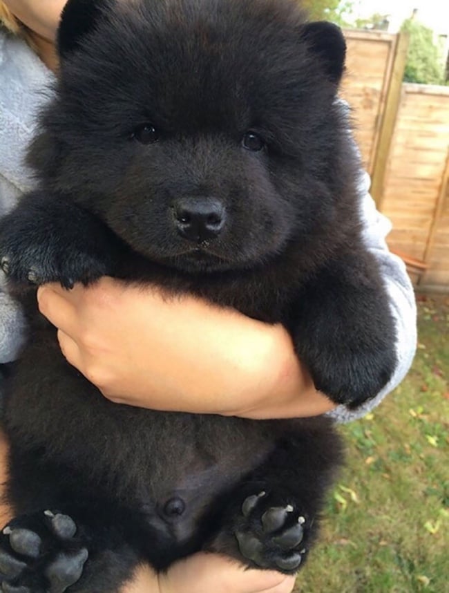 Illustration de l'article : 14 croisements de chiens totalement uniques en leur genre