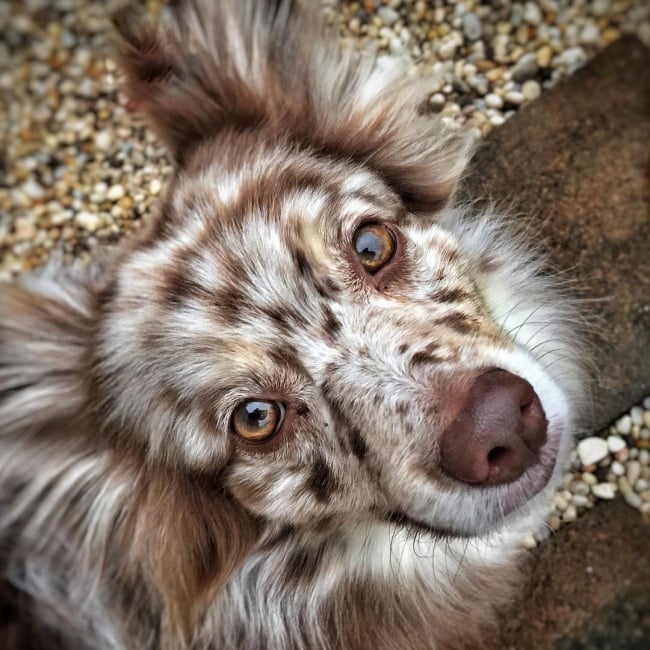 Illustration de l'article : 14 croisements de chiens totalement uniques en leur genre