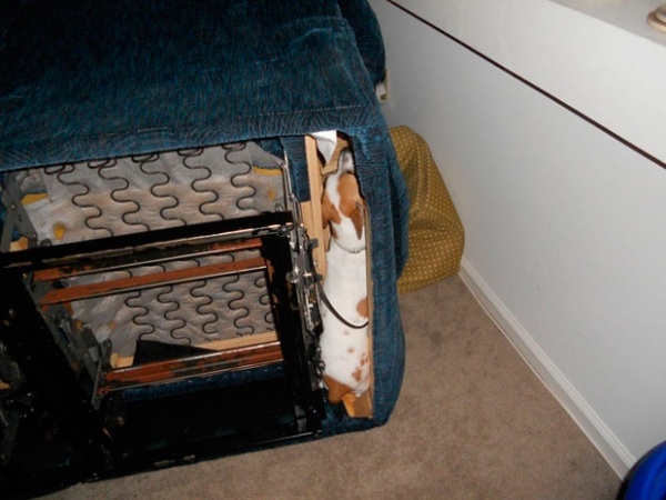Illustration de l'article : 21 chiens qui ont un peu de mal à s’adapter au mobilier