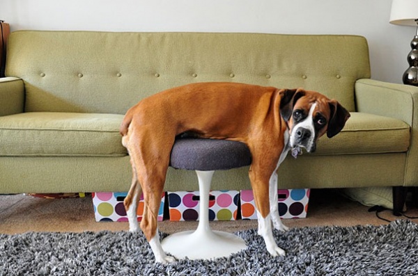Illustration de l'article : 21 chiens qui ont un peu de mal à s’adapter au mobilier