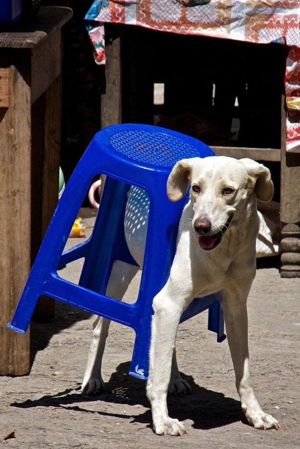 Illustration de l'article : 21 chiens qui ont un peu de mal à s’adapter au mobilier