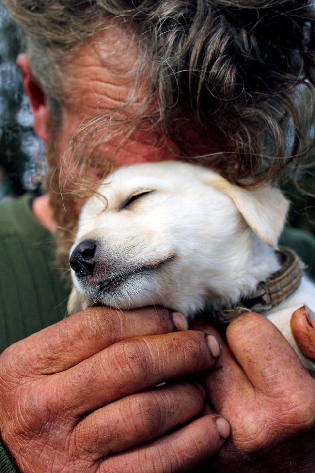 Illustration de l'article : 16 photos de chiens faisant preuve d'une loyauté sans limite envers leurs maîtres