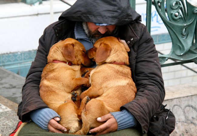 Illustration de l'article : 16 photos de chiens faisant preuve d'une loyauté sans limite envers leurs maîtres