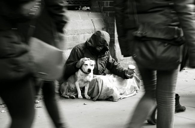 Illustration de l'article : 16 photos de chiens faisant preuve d'une loyauté sans limite envers leurs maîtres