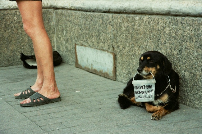 Illustration de l'article : 16 photos de chiens faisant preuve d'une loyauté sans limite envers leurs maîtres