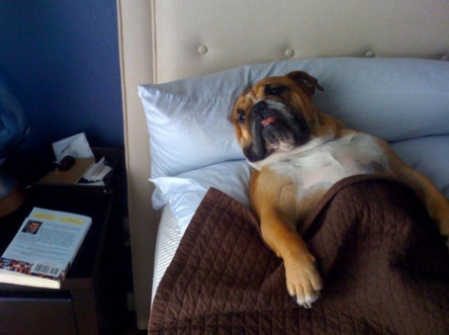 20 photos de chiens qui ont piqué le lit de leur maître pour faire ...