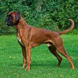 Les 10 Races De Chiens Les Plus Aptes à La Garde