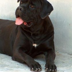 Les 10 Races De Chiens Les Plus Aptes à La Garde