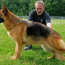 Les 10 Races De Chiens Les Plus Aptes à La Garde