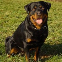 Les 10 Races De Chiens Les Plus Aptes à La Garde