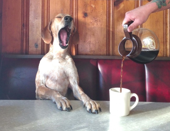 Illustration de l'article : 8 comportements canins qu’il est important d’apprendre à déchiffrer
