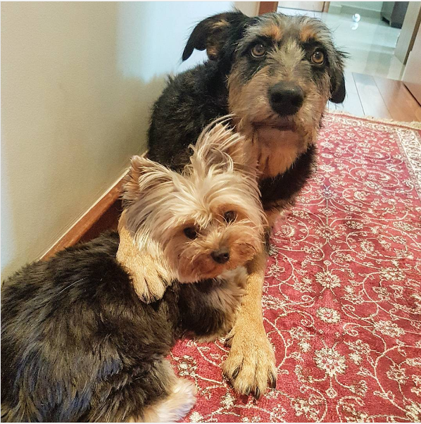 Illustration de l'article : 8 manières d’aider son chien à surmonter la perte d’un autre animal dans la famille