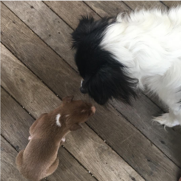 Illustration de l'article : 8 manières d’aider son chien à surmonter la perte d’un autre animal dans la famille