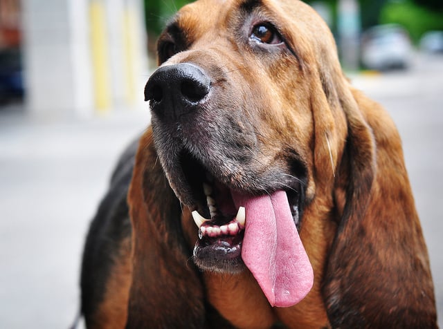 6 Races De Chien Avec Un Sens De Lodorat Réputé Puissant