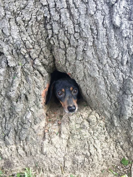 Illustration de l'article : Etats-Unis : 2 policiers et un pompier portent secours à un chien coincé dans un tronc d’arbre