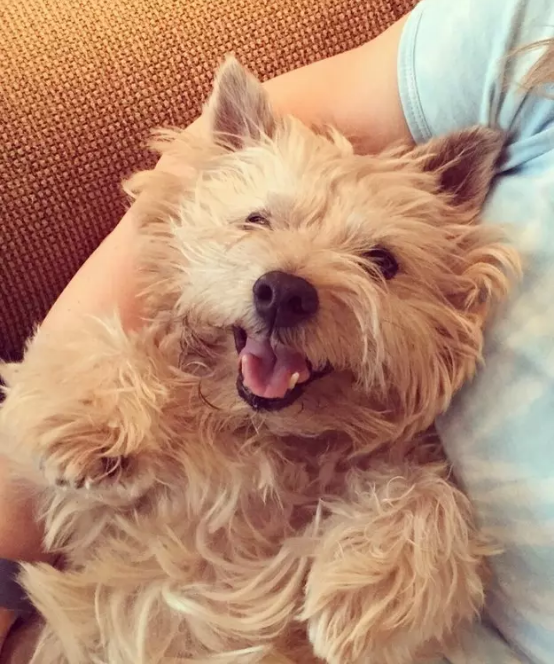 Illustration de l'article : 18 photos de chiens qui illumineront votre journée