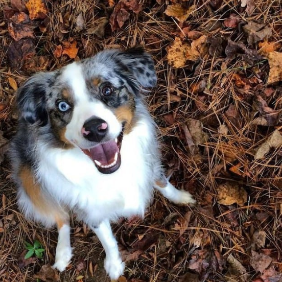 Illustration de l'article : 18 photos de chiens qui illumineront votre journée