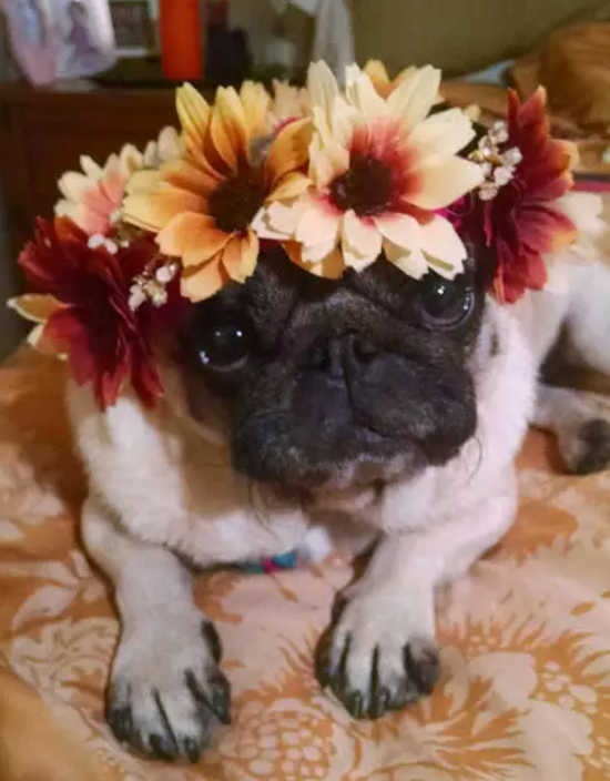 Illustration de l'article : 18 photos de chiens qui illumineront votre journée
