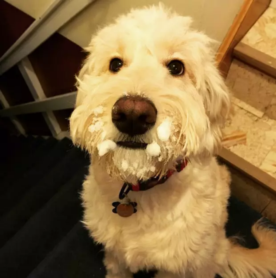 Illustration de l'article : 18 photos de chiens qui illumineront votre journée