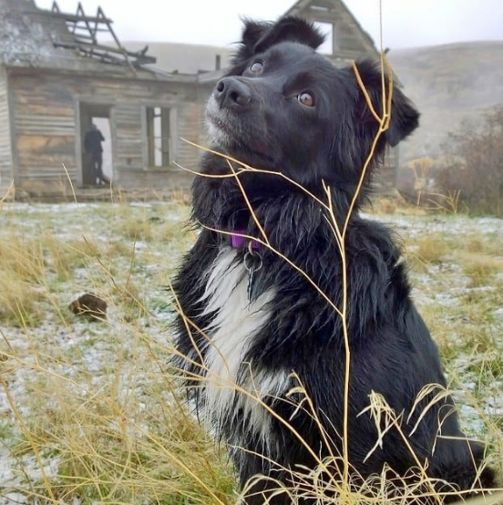 Illustration de l'article : 18 photos de chiens qui illumineront votre journée