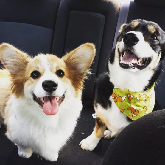 Illustration de l'article : 18 photos de chiens qui illumineront votre journée