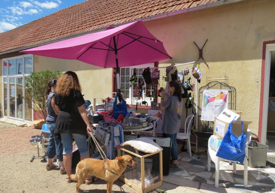 Illustration de l'article : Un concours canin pour faire adopter les animaux de l’association "Les Amis des bêtes"