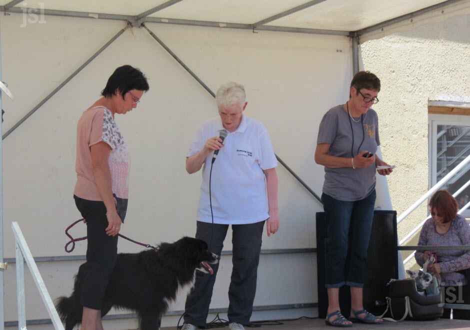 Illustration de l'article : Un concours canin pour faire adopter les animaux de l’association "Les Amis des bêtes"