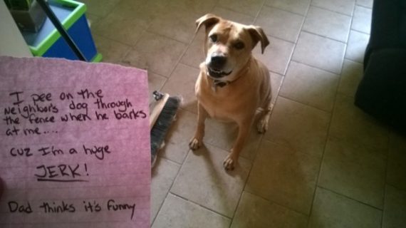 Illustration de l'article : 14 photos de chiens qui ont fait des bêtises