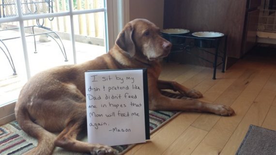 Illustration de l'article : 14 photos de chiens qui ont fait des bêtises