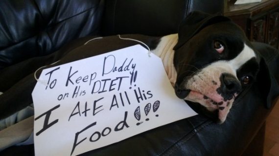 Illustration de l'article : 14 photos de chiens qui ont fait des bêtises