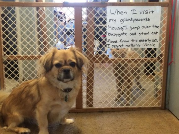 Illustration de l'article : 14 photos de chiens qui ont fait des bêtises