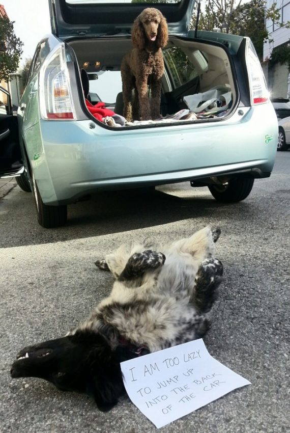 Illustration de l'article : 14 photos de chiens qui ont fait des bêtises