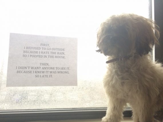 Illustration de l'article : 14 photos de chiens qui ont fait des bêtises