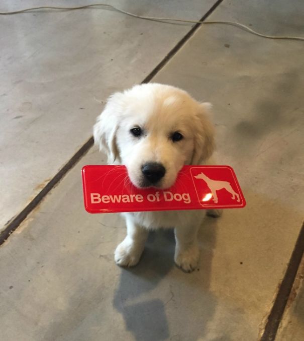 Illustration de l'article : 15 affiches d’alerte aux chiens dangereux qui ne le sont pas vraiment