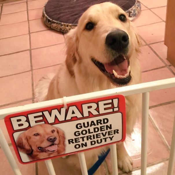 Illustration de l'article : 15 affiches d’alerte aux chiens dangereux qui ne le sont pas vraiment